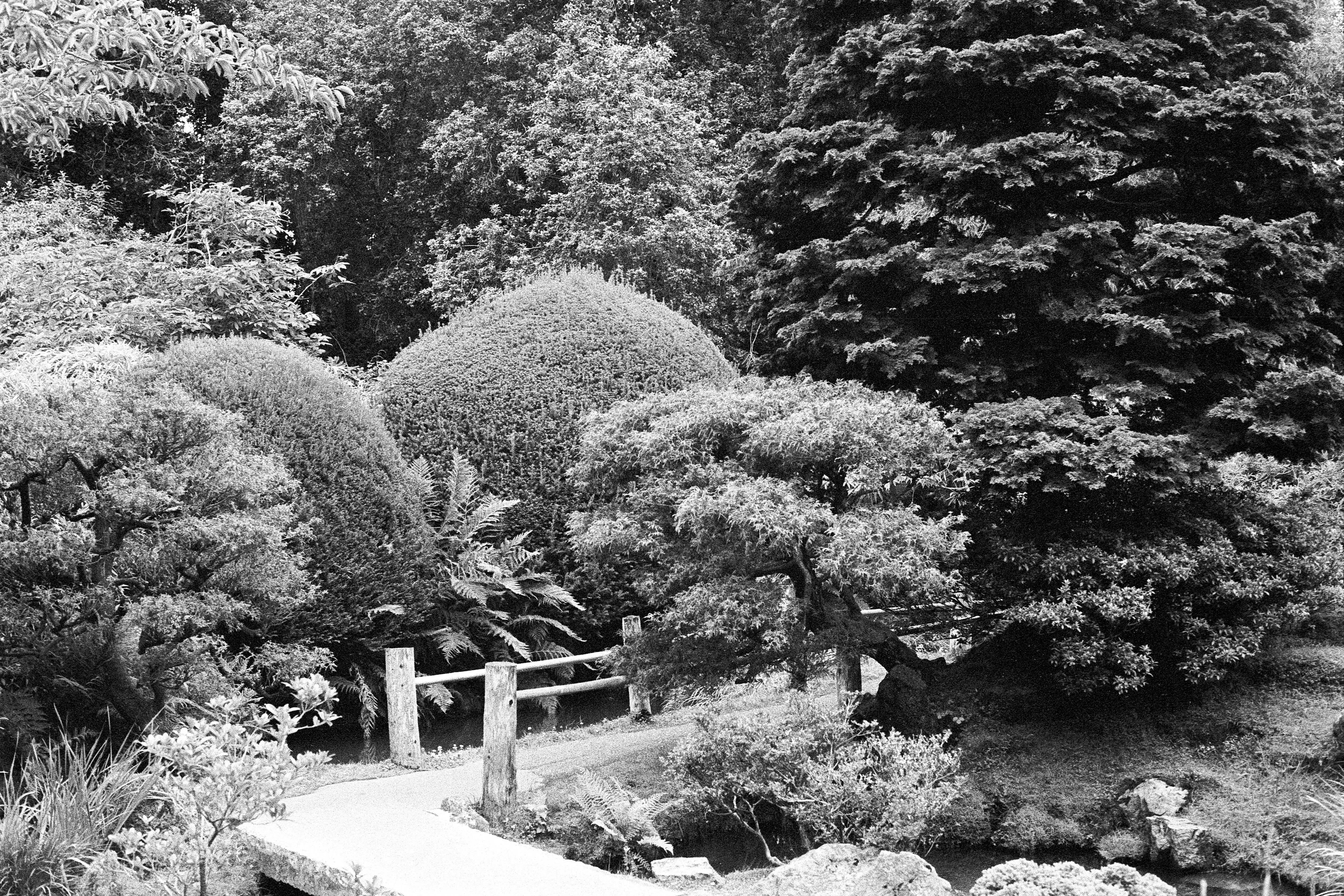 BnW shot of trees, with a path cutting through the middle of the trees