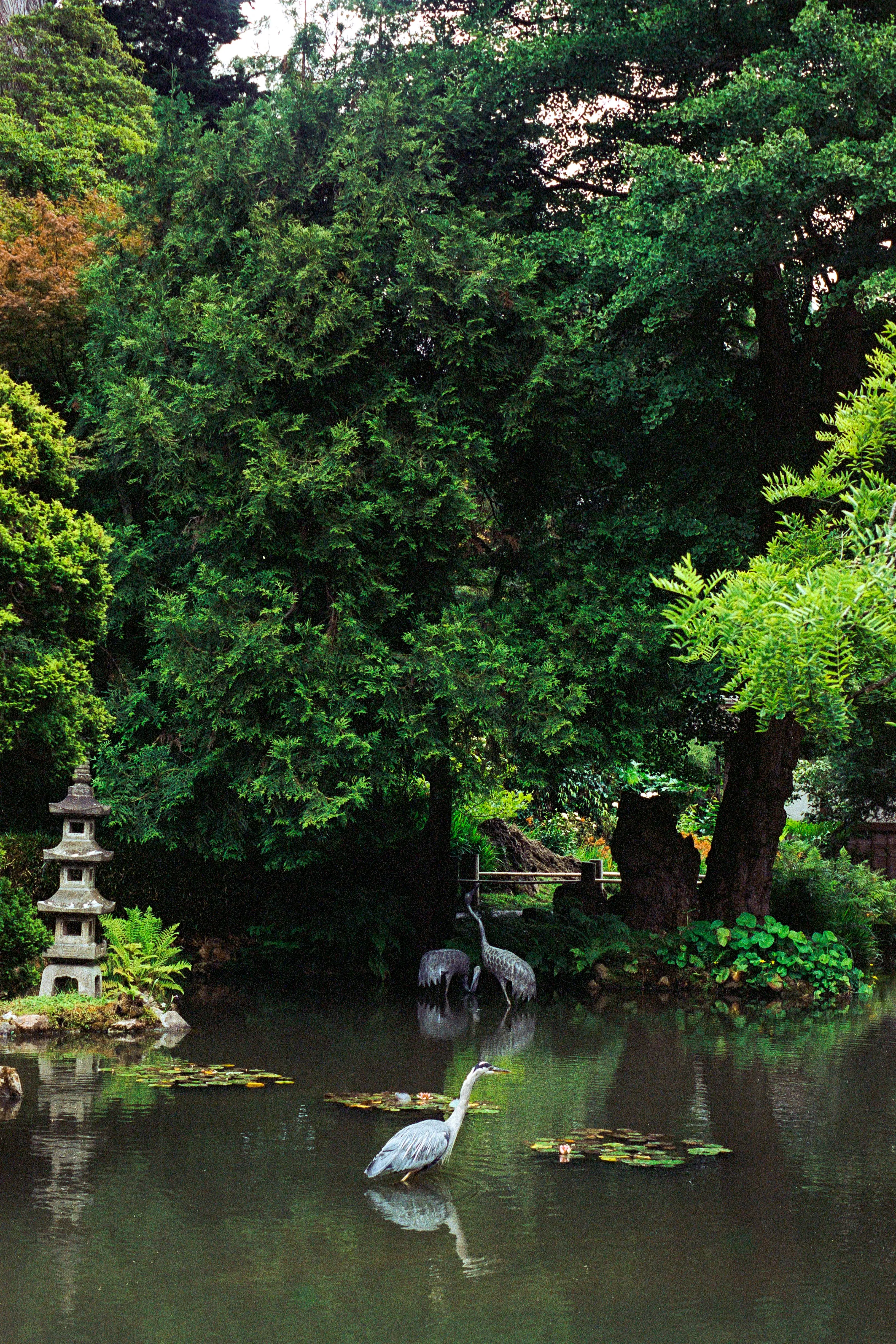 A shot of some cranes in a pond