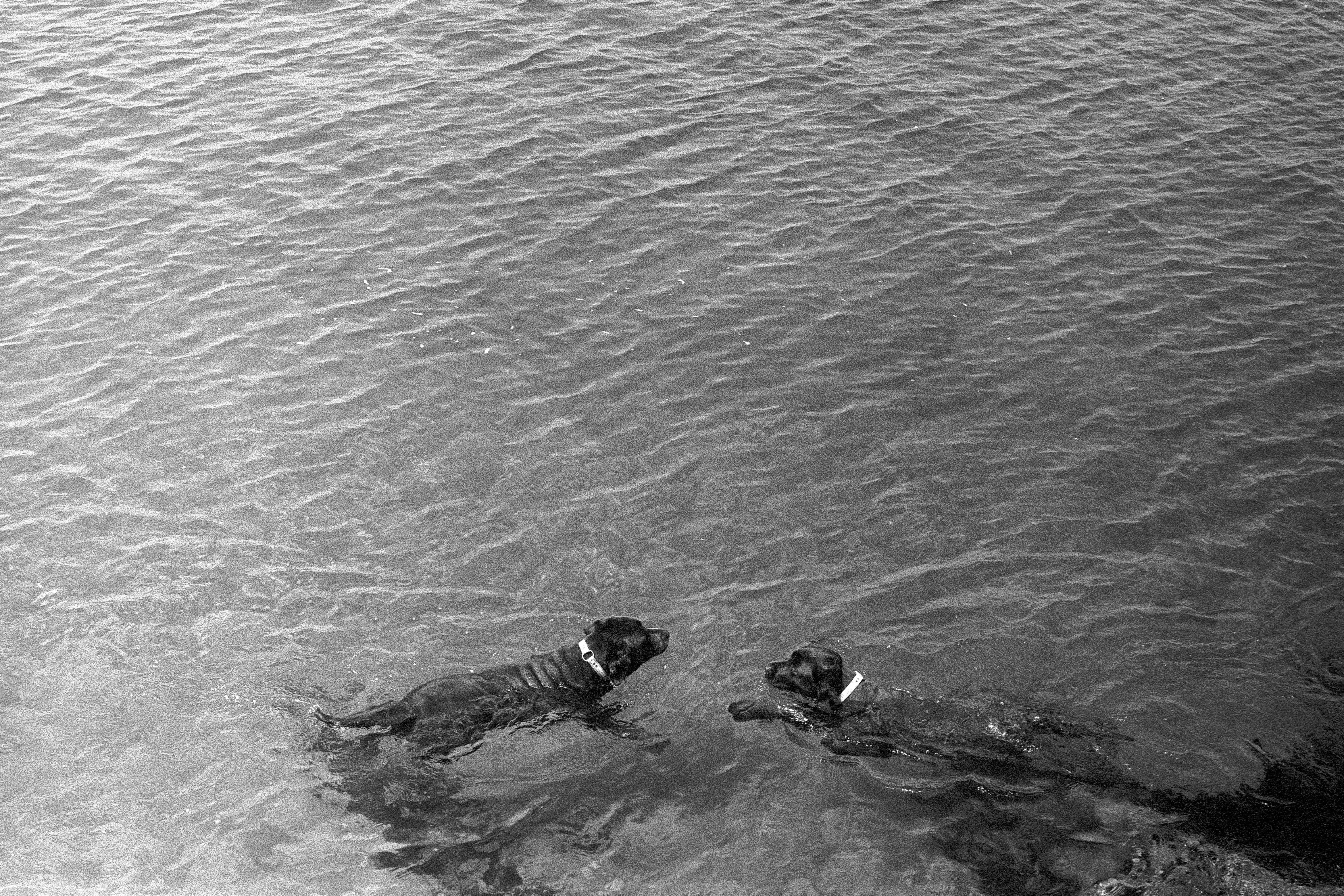 Two dogs swimming with each other on the beach