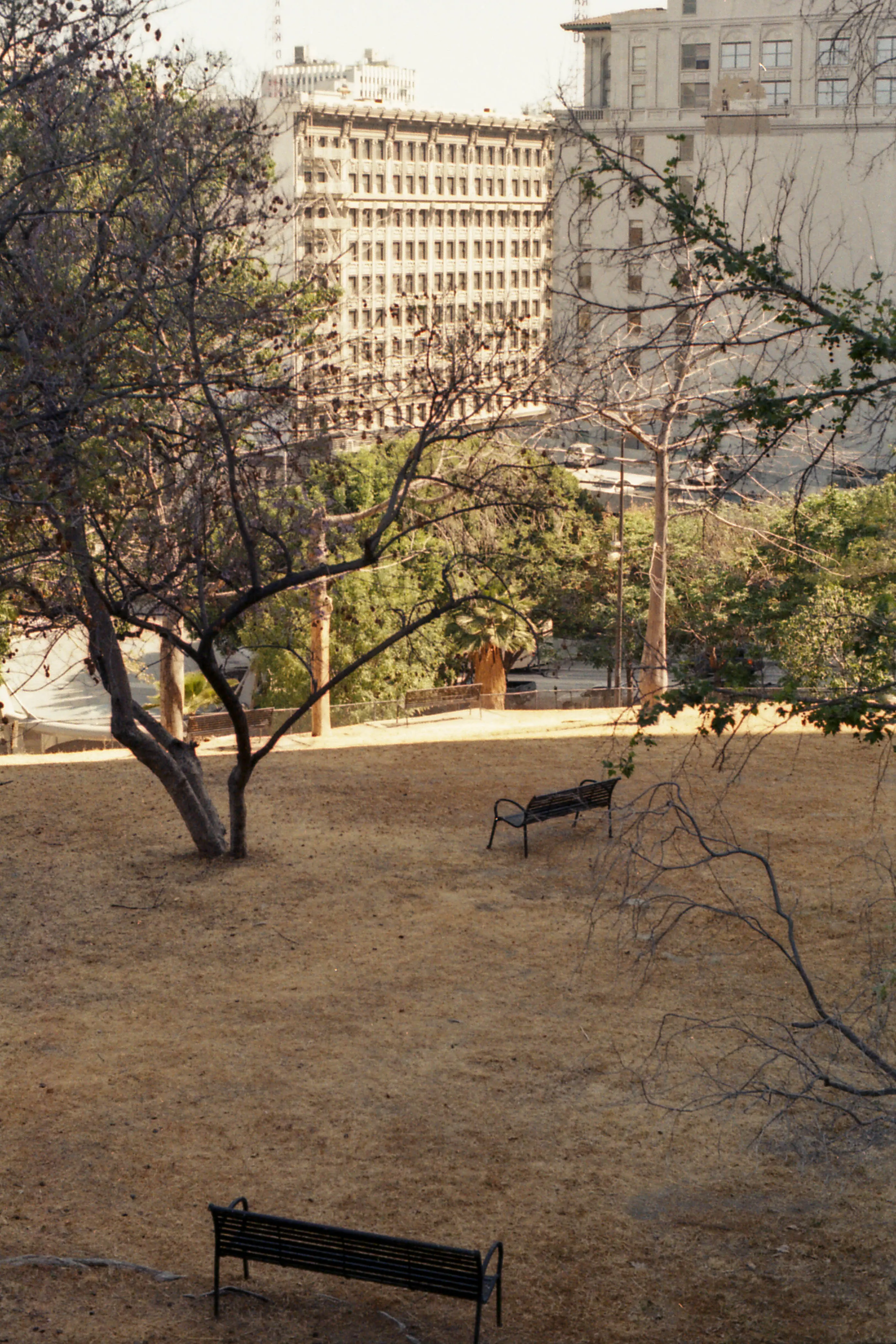 Empty picture of a park. The grass is dead and the trees are wilting. There are two benches randomly placed.