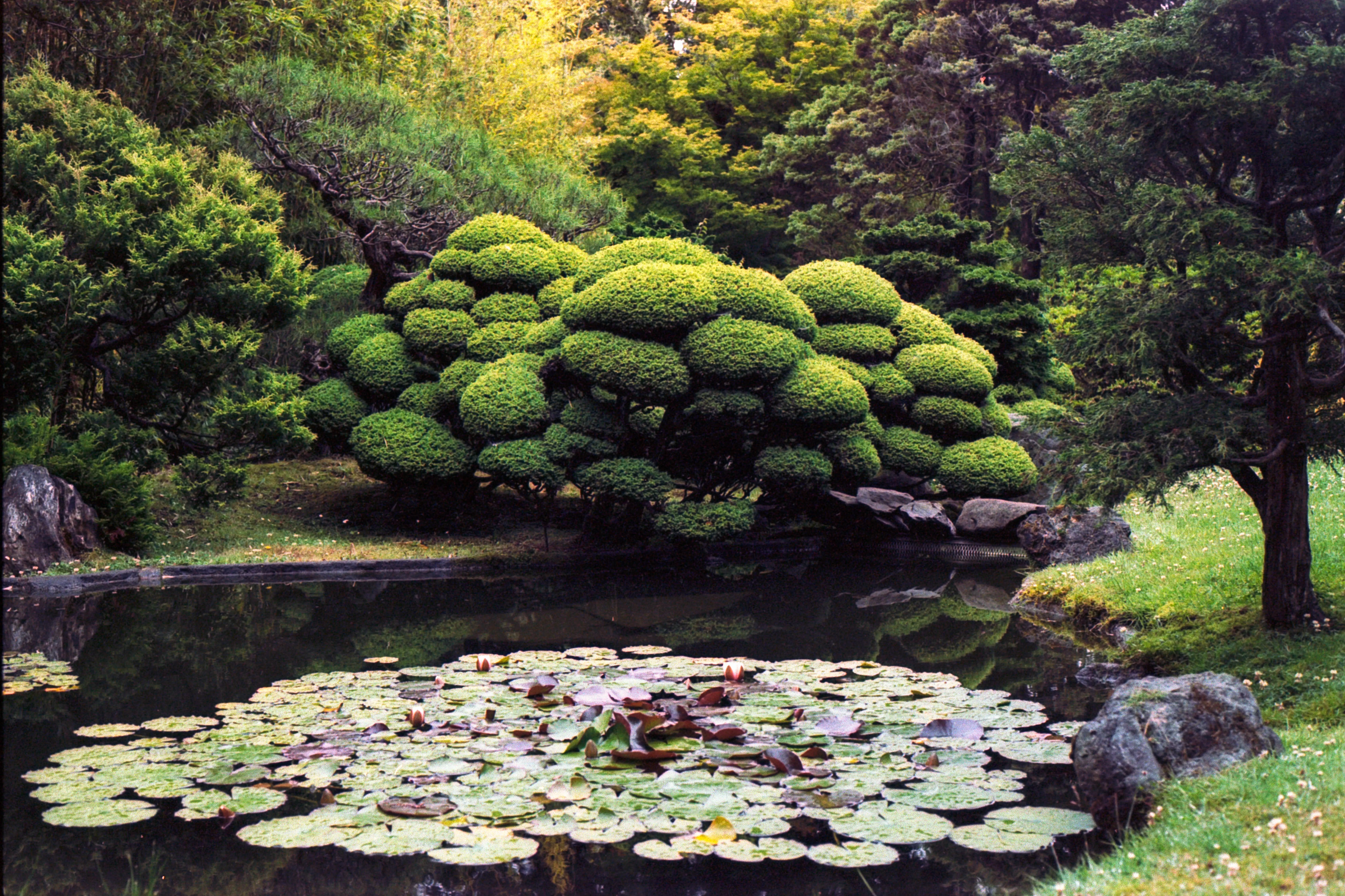 Lily pond with a tree in the background