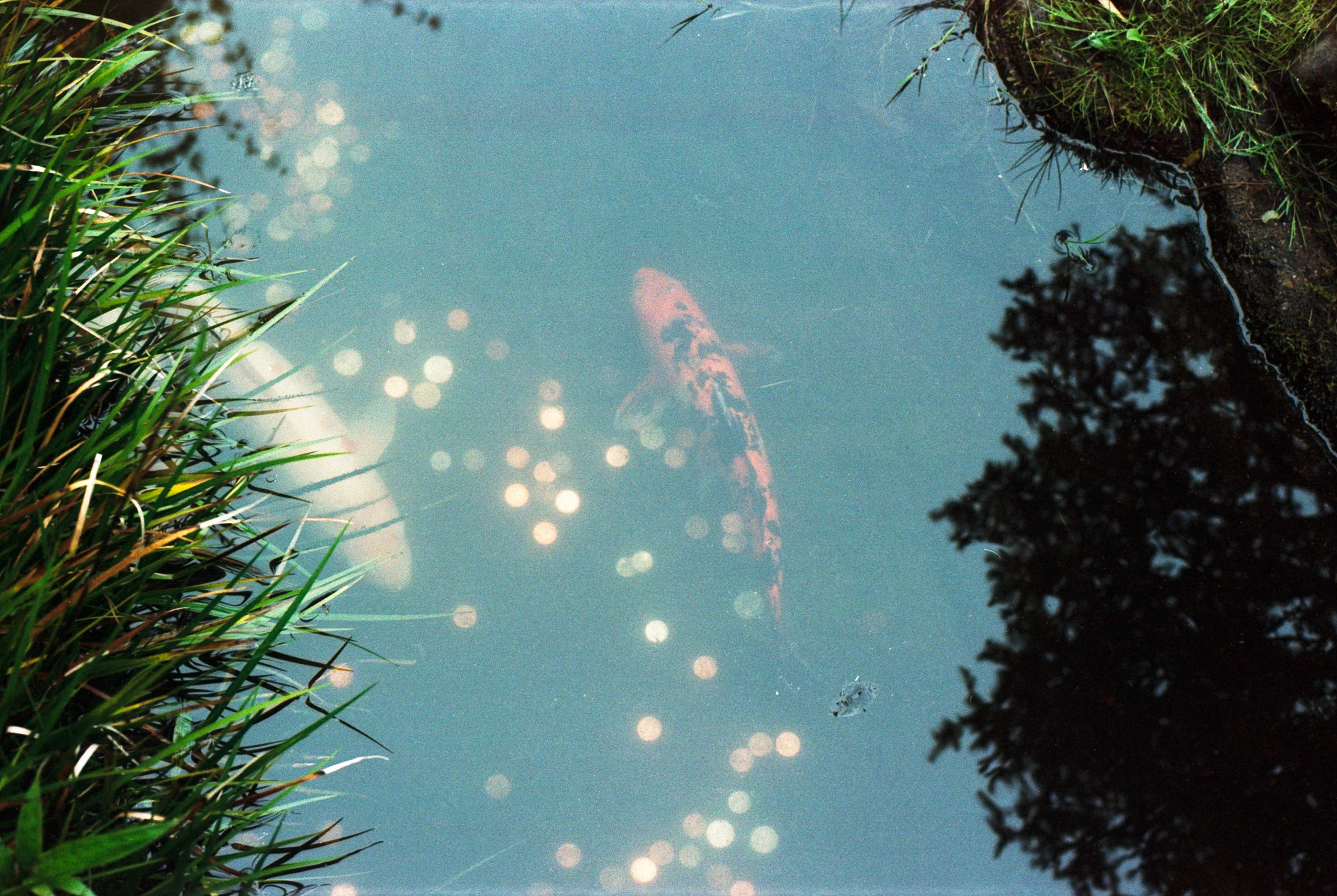 Orange Koi fish in a pond