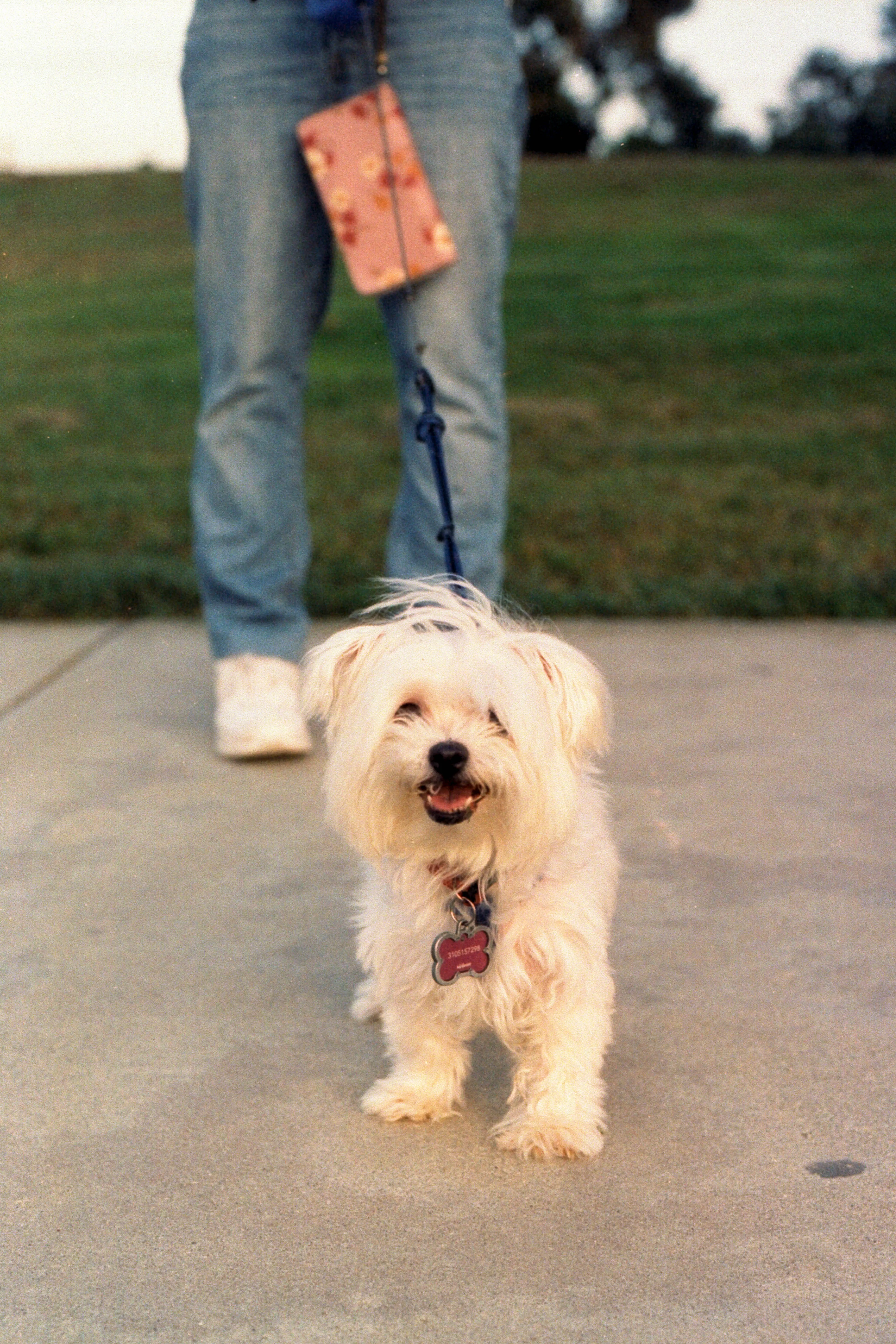 White small dog smiling