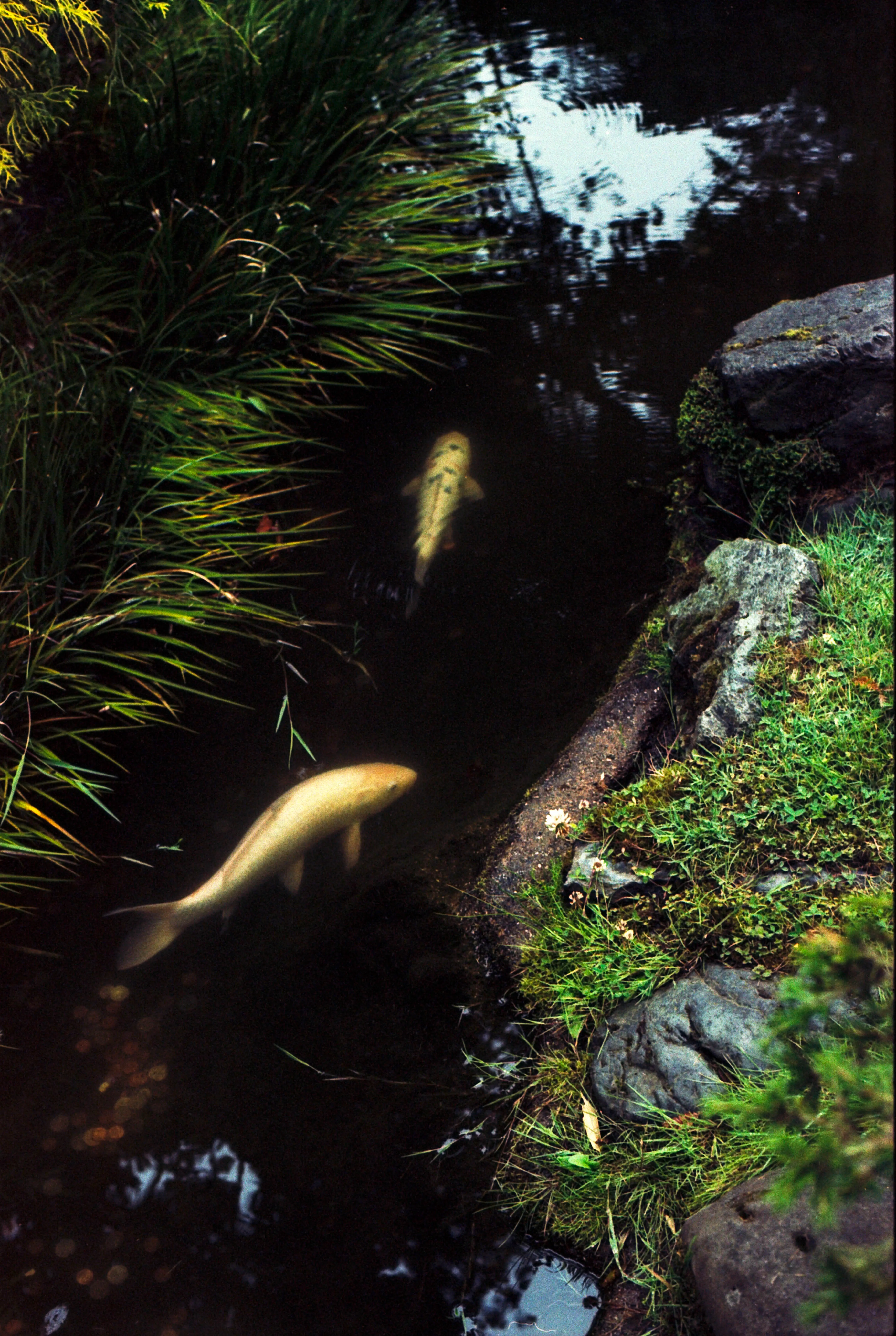 White Koi in a pond